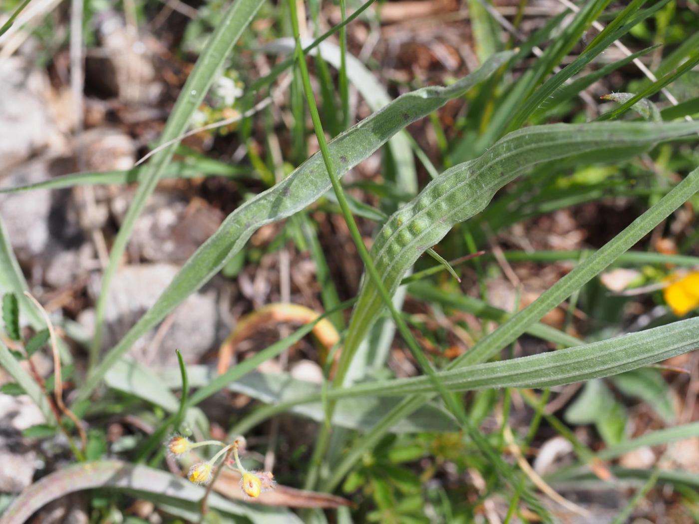 Plantain, Silver leaf